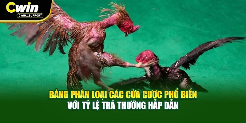 Bảng phân loại các cửa cược phổ biến với tỷ lệ trả thưởng hấp dẫn hiện nay