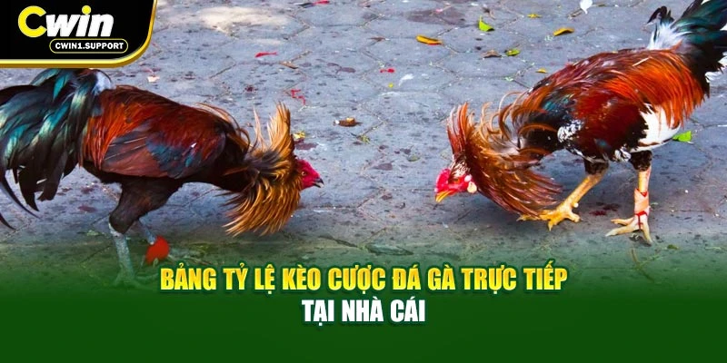Bảng tỷ lệ kèo cược đá gà trực tiếp tại nhà cái