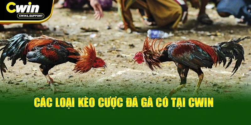 Các loại kèo cược đá gà có tại CWIN