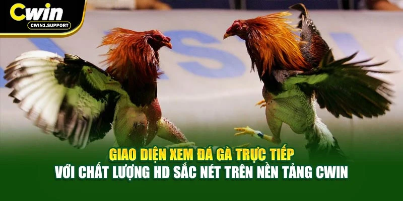 Giao diện xem đá gà trực tiếp với chất lượng HD sắc nét trên nền tảng CWIN 
