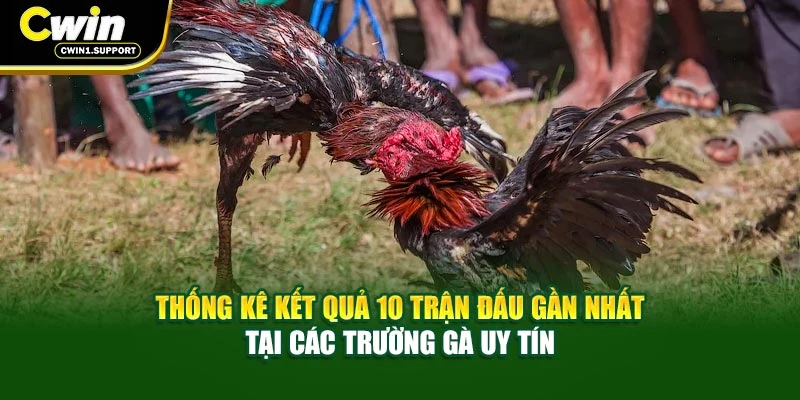 Thống kê kết quả 10 trận đấu gần nhất tại các trường gà uy tín