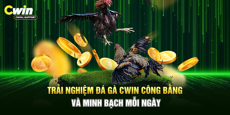 Trải nghiệm đá gà CWIN công bằng, minh bạch mỗi ngày