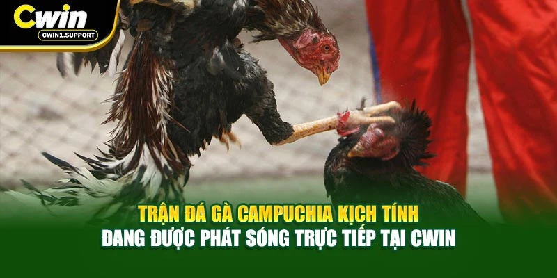 Trận đá gà Campuchia kịch tính đang được phát sóng trực tiếp tại CWIN