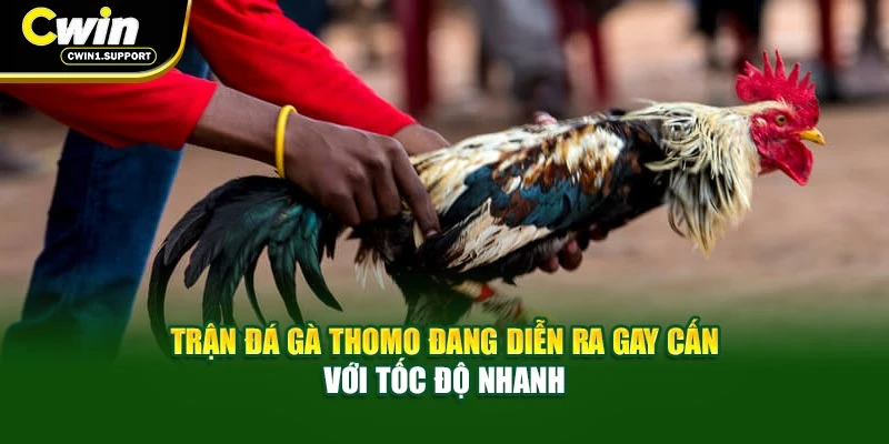 Trận đá gà Thomo đang diễn ra gay cấn với tốc độ nhanh