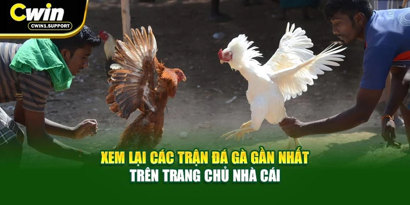 Xem lại các trận đá gà gần nhất trên trang chủ nhà cái